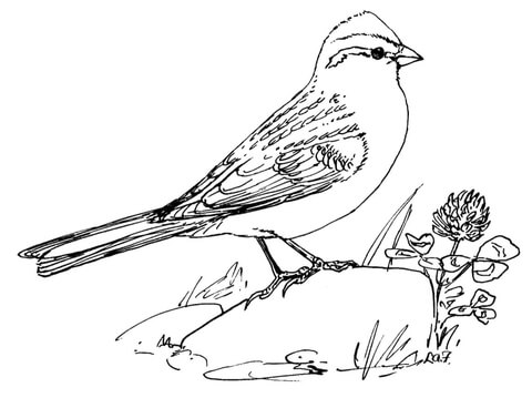 Chipping Sparrow Coloring Page